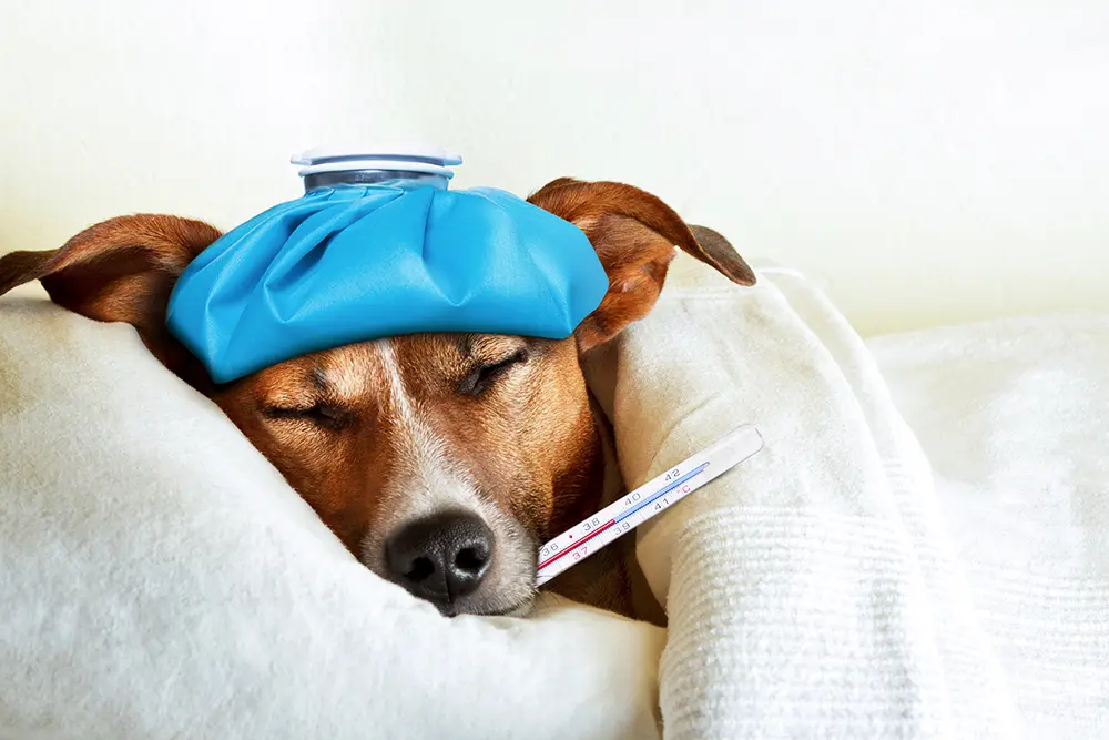 Quais são os sinais de que o pet está doente? 1 pet