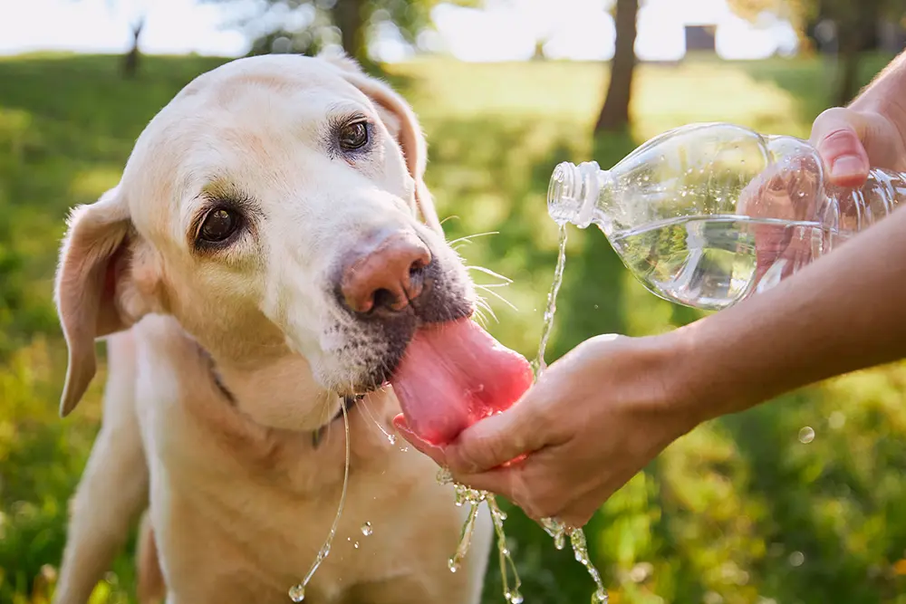 Veterinária orienta tutores sobre como proteger o seu pet de ondas de calor 2 ondas de calor