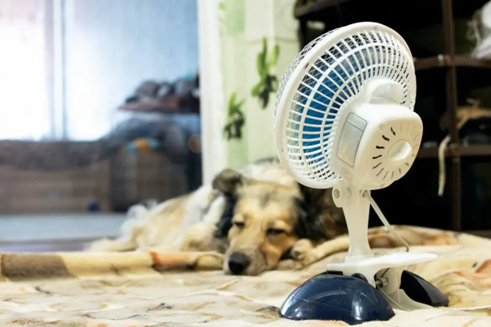 Calor excessivo exige atenção redobrada com os pets 4 Calor excessivo