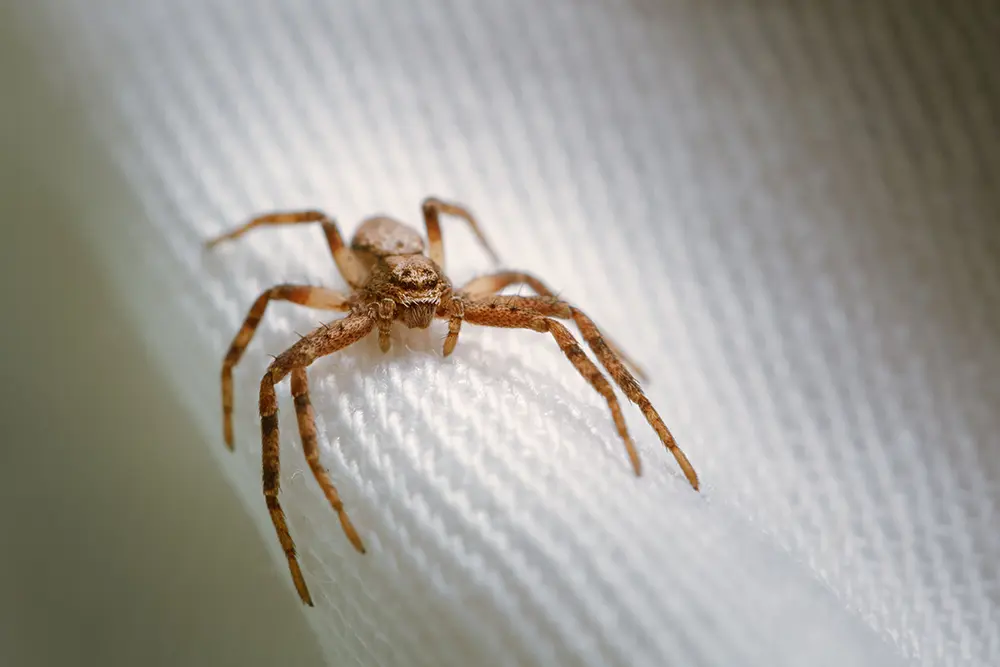 Casos de acidentes por picadas de aranha aumentam 25,9% nos últimos dois anos 4 picadas de aranha