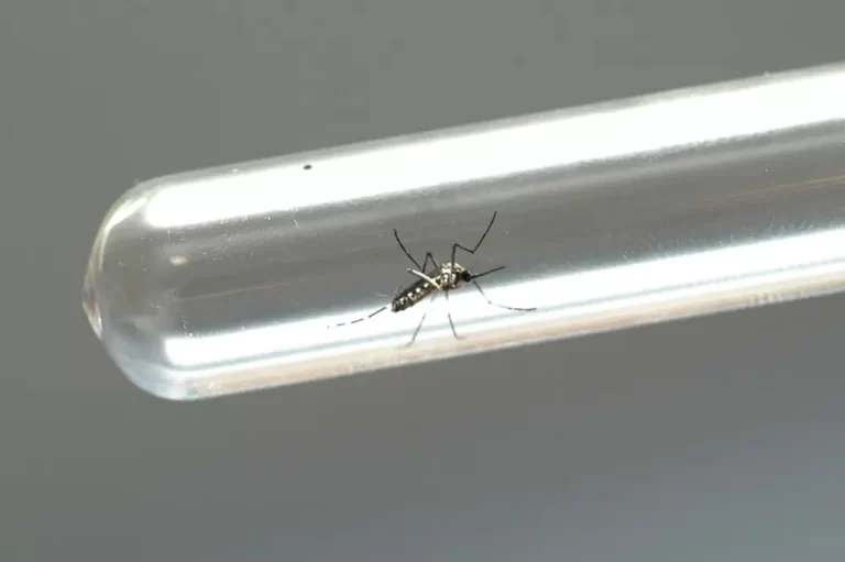 combater casos de dengue