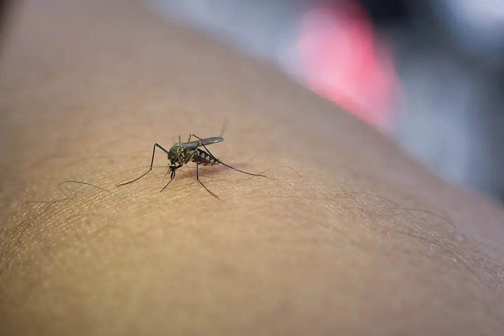 Pinhais tem o primeiro caso confirmado de dengue de 2024 4 dengue