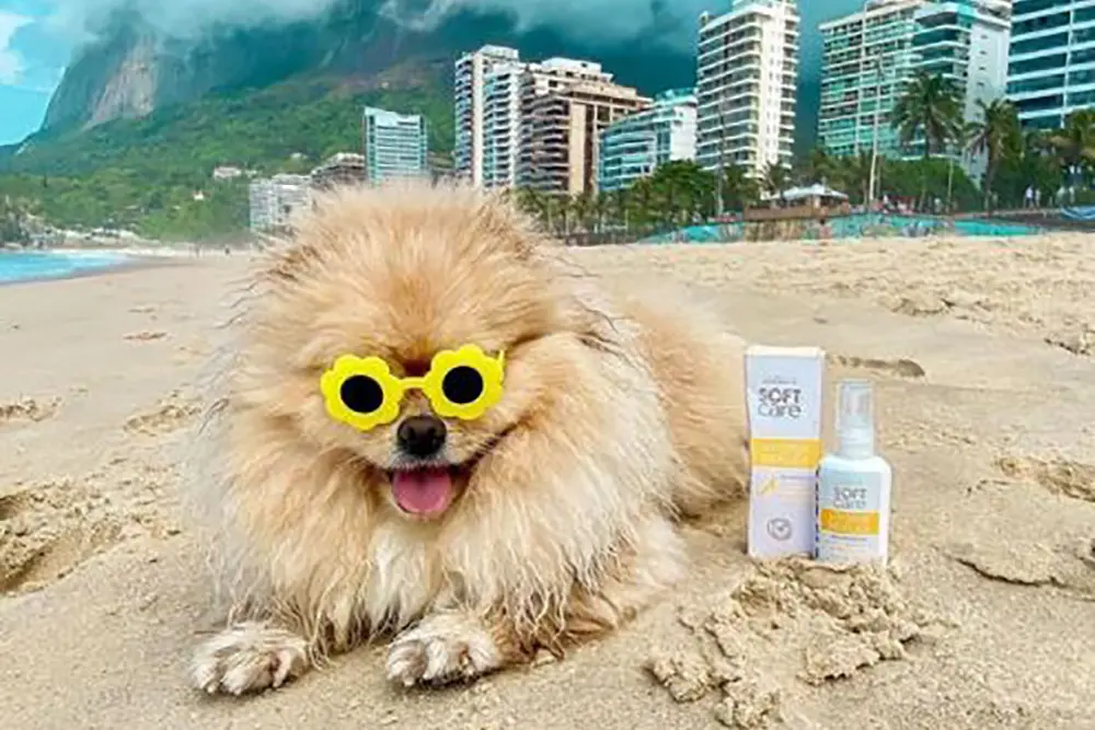 O verão chegou! Você sabia que seu pet pode desenvolver câncer de pele? 5 pet câncer pele