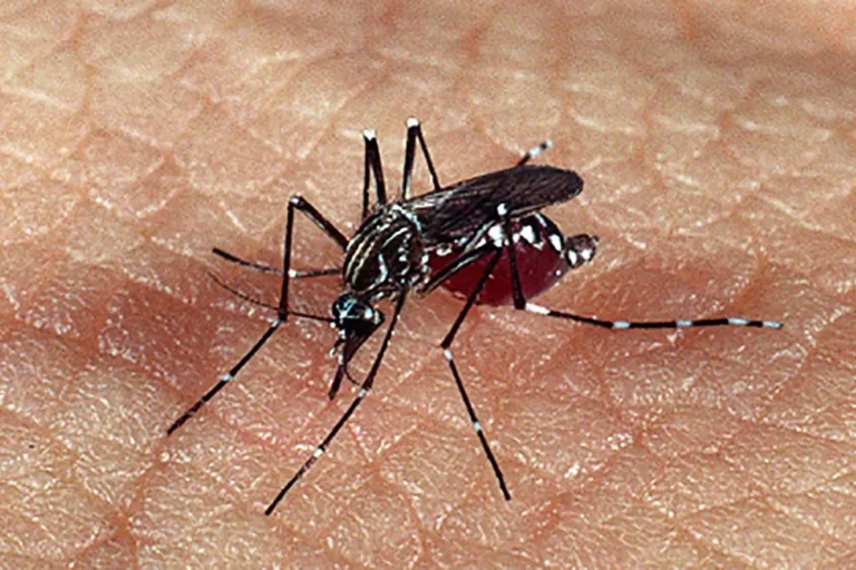 Dengue Hemorrágica