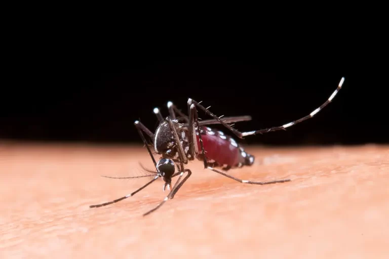 febre chikungunya