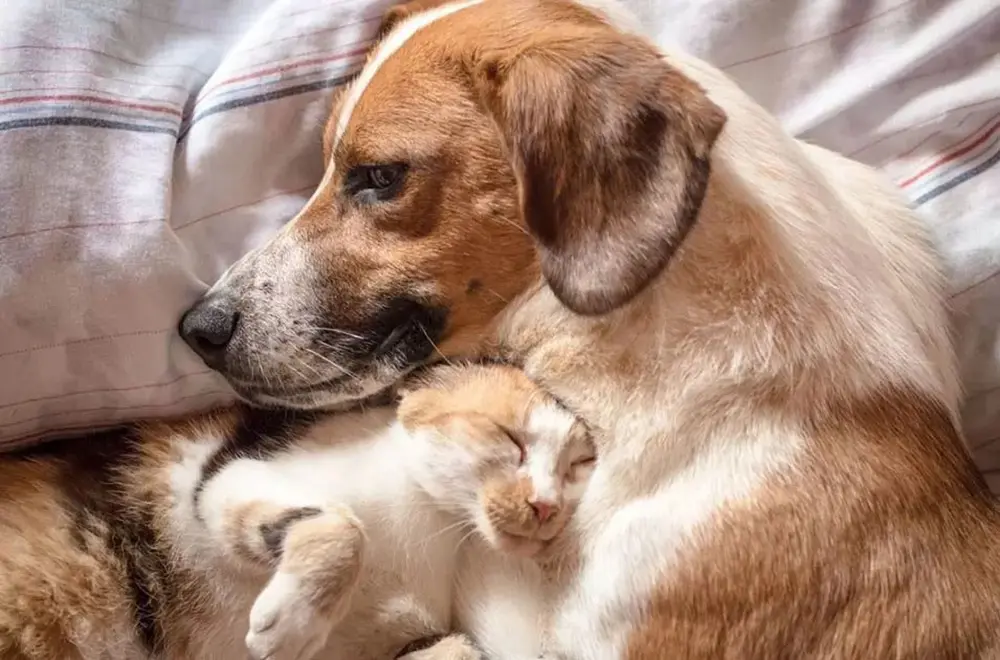 Como manter a saúde e o bem-estar dos cães e gatos com idade avançada 1 cães e gatos com idade avançada