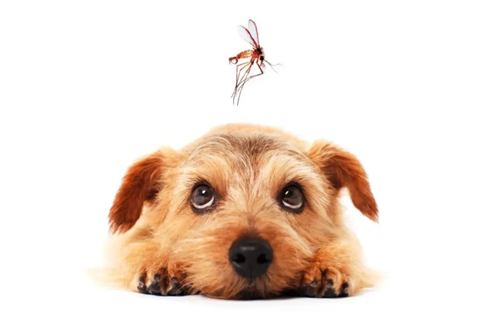 Leishmaniose merece atenção e também afeta pets da cidade grande 1 Leishmaniose