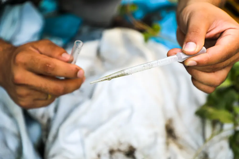 Maior incidência de focos de dengue em Pinhais está nas residências 6 focos de dengue