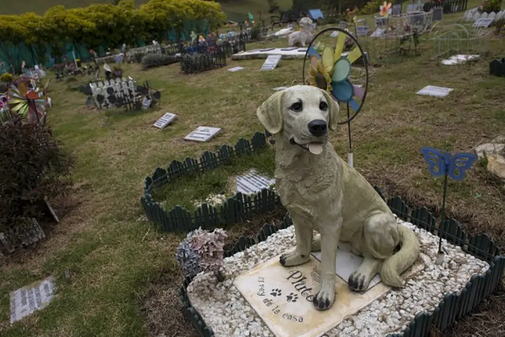 Campinas autoriza sepultamento de animais domésticos em cemitérios municipais 5 sepultamento de animais