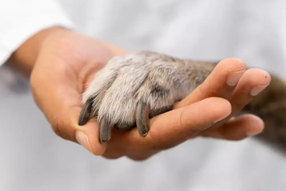 Eutanásia de cães e gatos: procedimento requer compreensão da dor do animal e aceitação da experiência do luto 1 Eutanásia de cães e gatos