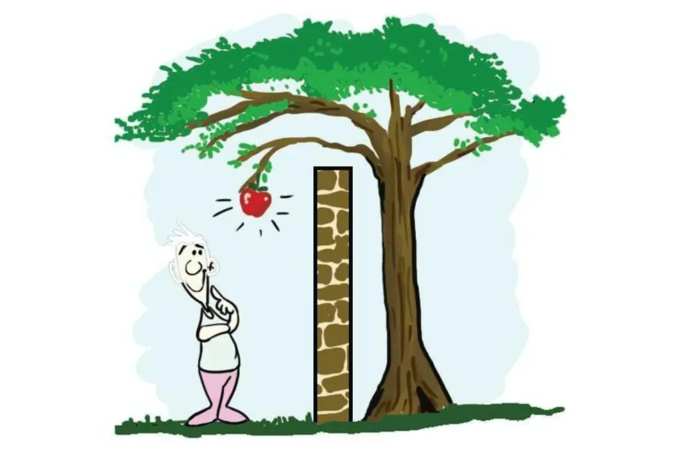 Árvores limítrofes e o espaço aéreo: o que diz o Código Civil sobre o direito de vizinhança 2 Árvores limítrofes