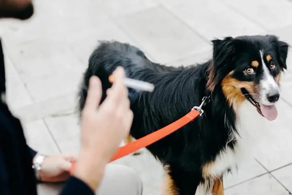 Fumo passivo afeta a saúde respiratória dos animais de estimação 2 Fumo passivo
