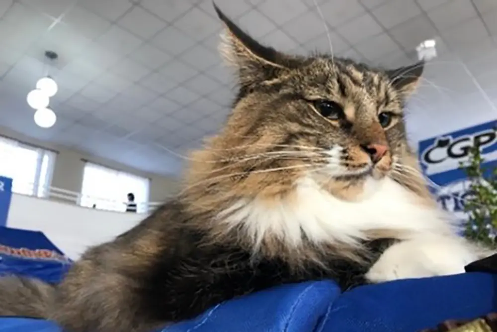 Evento gratuito terá 90 gatos de 14 raças diferentes em Curitiba - 1 e 2/6 1 gatos