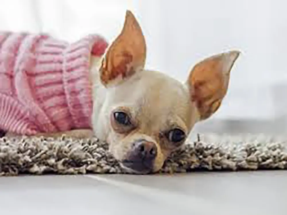 Clima frio e seco aumenta incidência de alterações respiratórias, oftalmológicas e dermatológicas em cães e gatos 1 Clima frio e seco