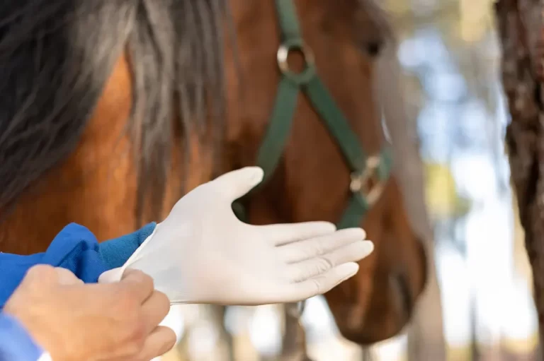 Clínica Escola de Veterinária
