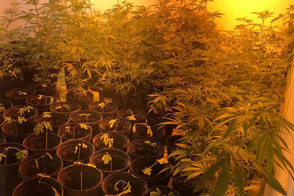 Polícia Militar encontra estufa com 519 pés de maconha em Campina Grande do Sul 3 Campina Grande do Sul