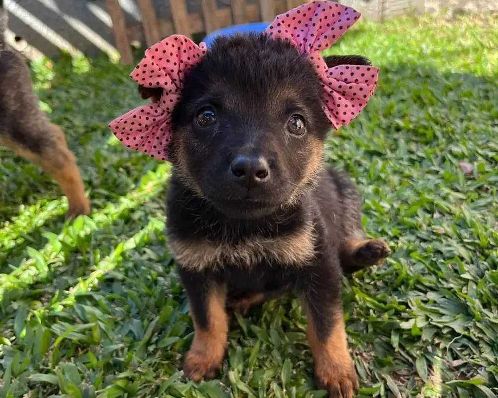 Prepare-se para encontrar um novo aumiguinho no 14º Jardim Animal do Shopping Jardim das Américas 2 pet