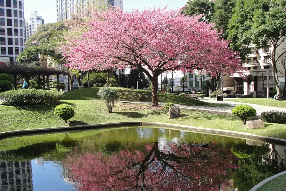 Primavera 2024 chega no dia 22 de setembro 5 Primavera 2024