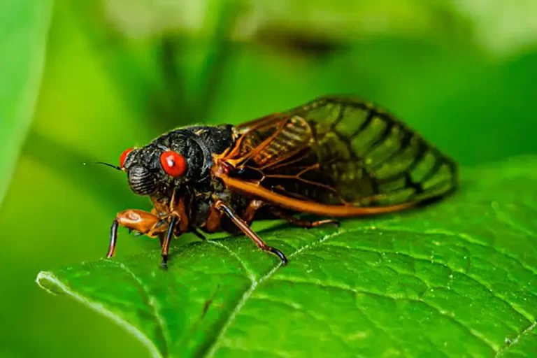 Canto das cigarras