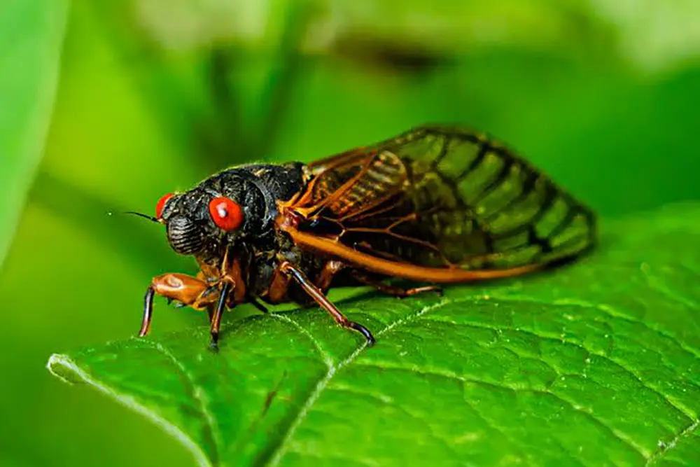Canto das cigarras: entenda a relação do som emitido pelo inseto e o início do período chuvoso 4 Canto das cigarras