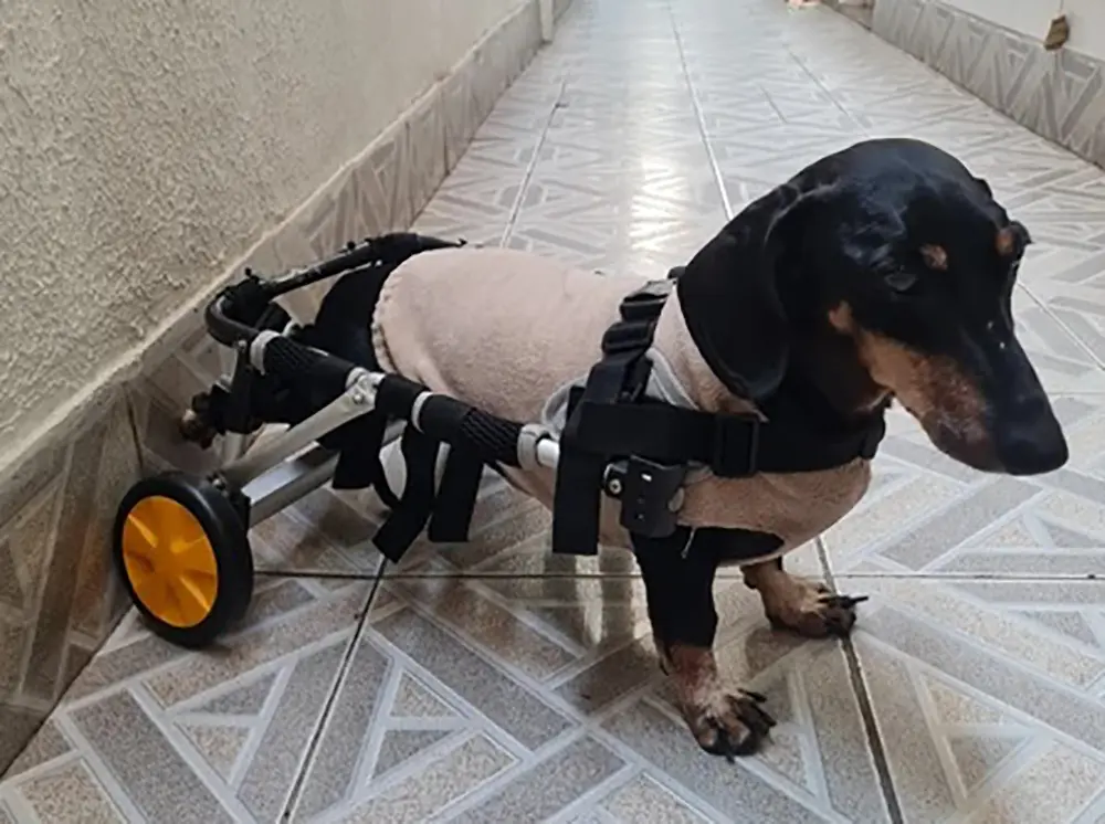 Instituto Cão de Rodinhas promove evento em Curitiba para celebrar sua transformação em ONG 3 Instituto Cão de Rodinhas