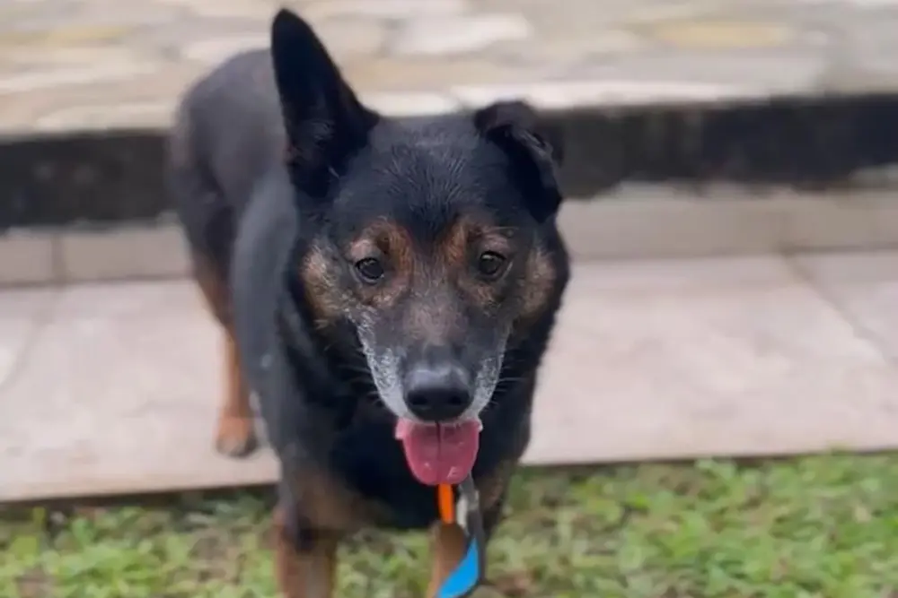 Neste domingo, Palladium recebe evento de adoção de animais do Rio Grande do Sul 1 adoção de animais