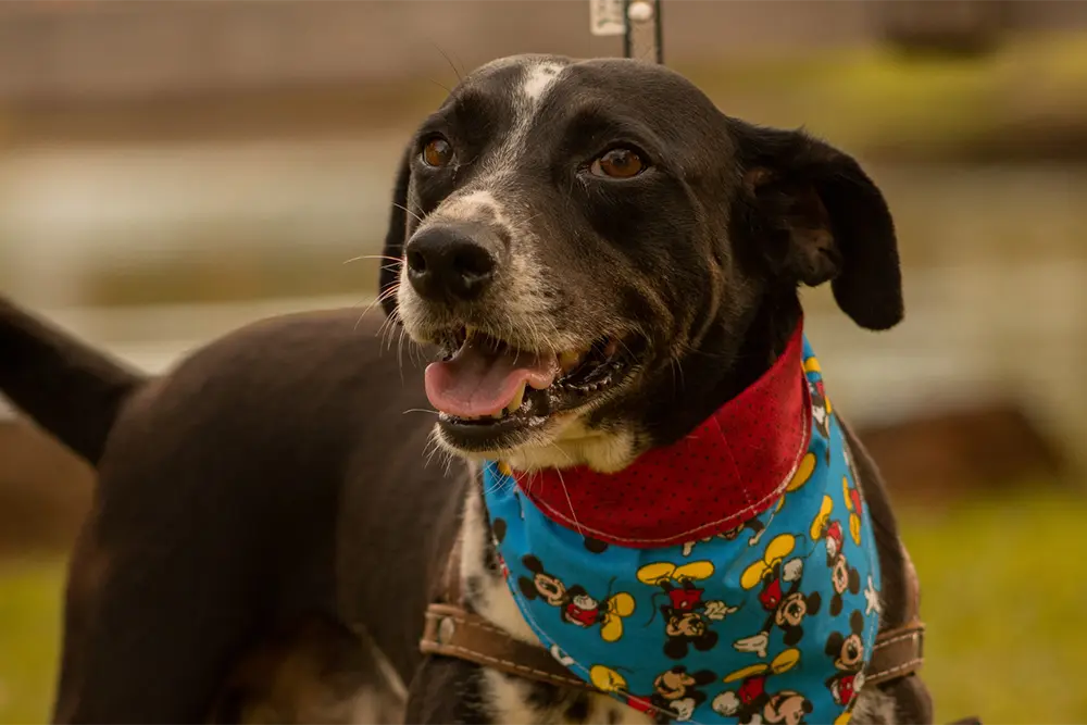 Curitiba tem feira de adoção de cães neste sábado (05/10) 7 feira de adoção