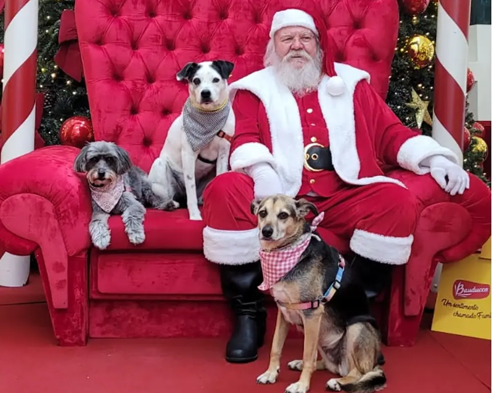 Shopping promove sessão de fotos de Natal com os pets 6 Natal com os pets