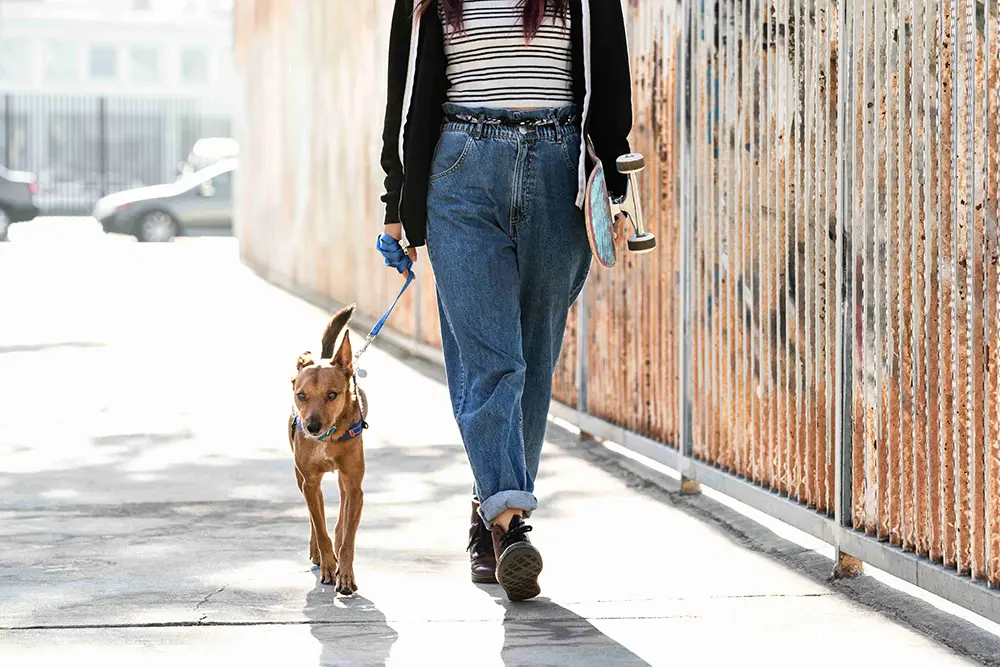 Cães podem motivar tutores a adotarem um estilo de vida mais ativo e saudável 1 estilo de vida