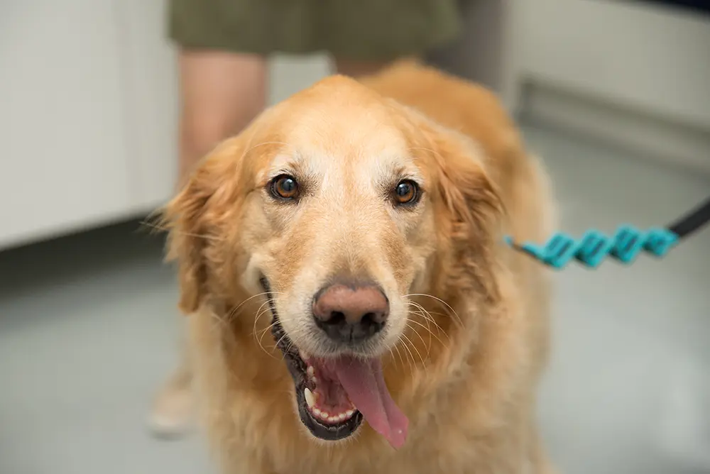 Fim de ano e fogos de artifício: dicas para preparar e proteger os animais 2 pets fogos