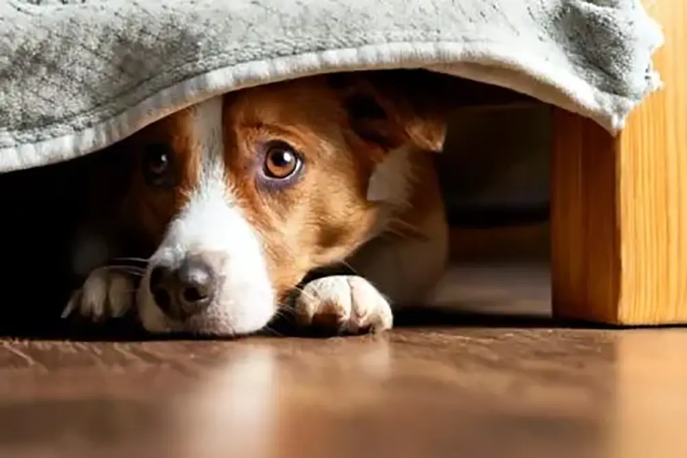 Como proteger os pets e amenizar os impactos dos fogos durante a virada do ano? 3 virada do ano