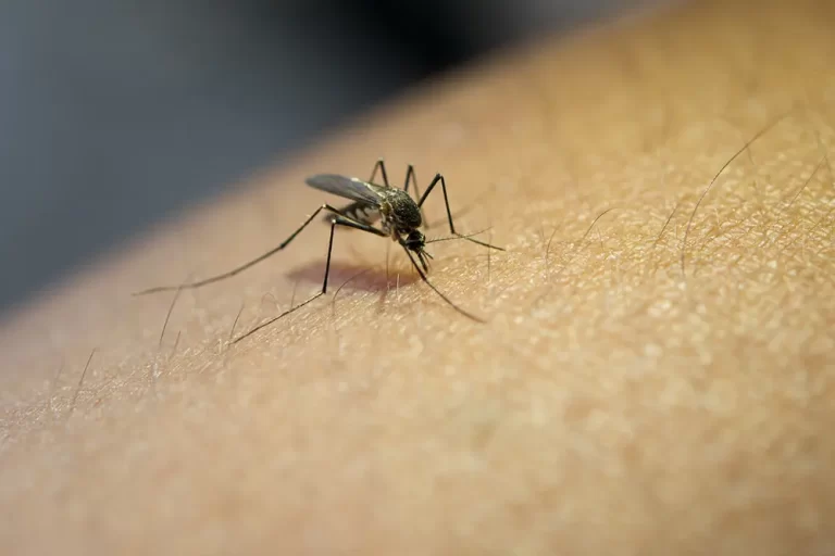 Dengue