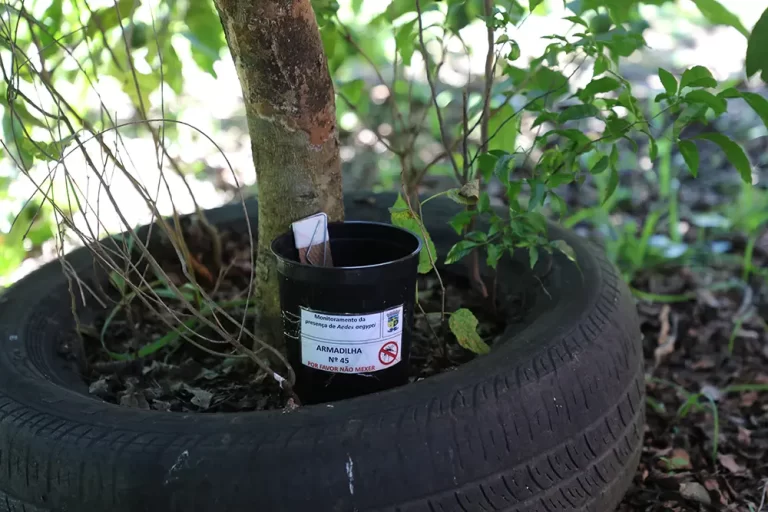 monitoramento do Aedes aegypti