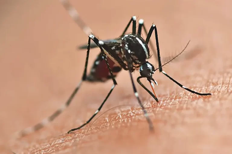 controle da dengue