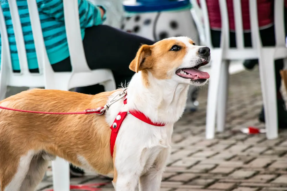Mutirão de Castração em São José dos Pinhais: inscrições abertas para cães e gatos nos dias 18, 19 e 20 de fevereiro 4 mutirão de castração