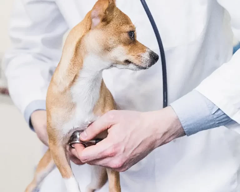 segurança dos pets