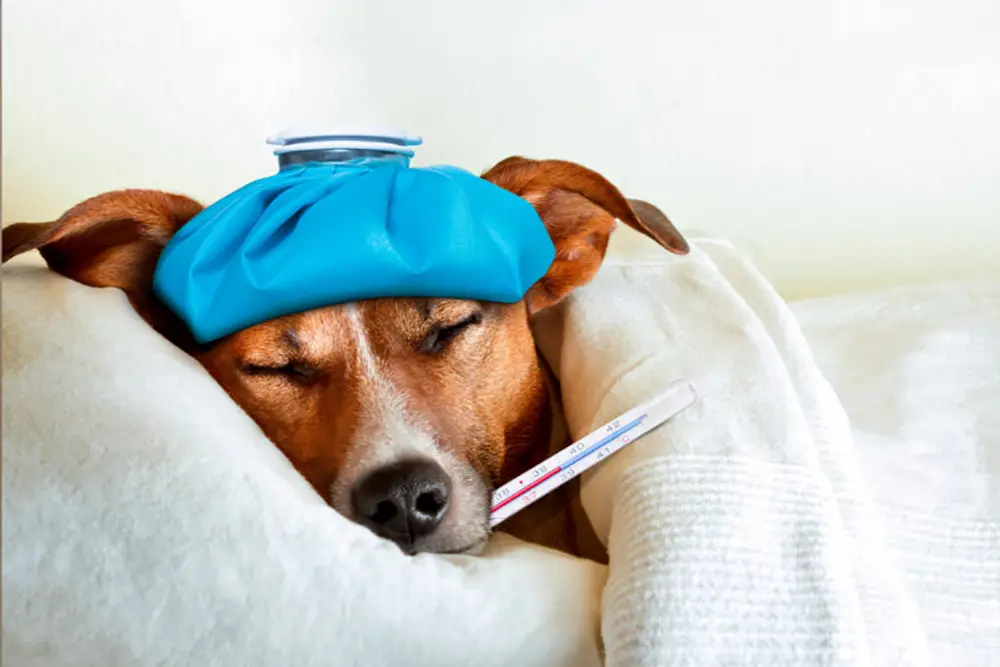 Viroses caninas no verão: como proteger os cães contra as doenças virais 3 Viroses caninas