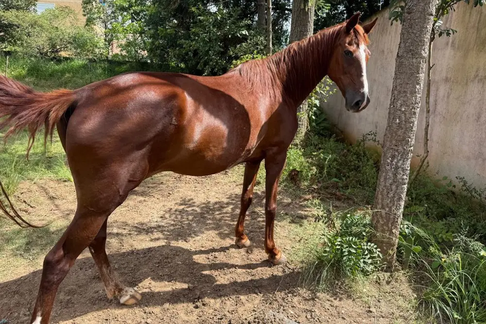 Saiba como adotar um equino resgatado pela Prefeitura de São José dos Pinhais 2 adotar um equino