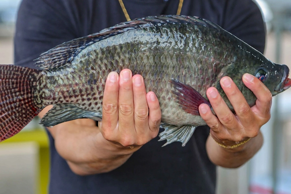 Prefeitura de Piraquara prepara a maior Feira do Peixe Vivo de todos os tempos 2 Feira do Peixe Vivo