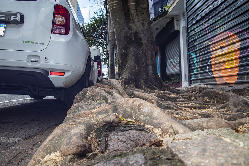 Plantio de árvores em ruas de Curitiba exige avaliação e autorização da Prefeitura 6 Plantio de árvores