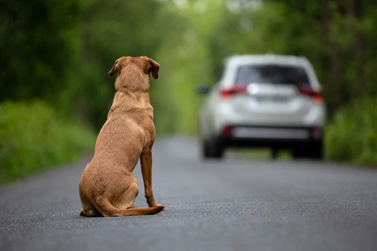 Abandono de animais