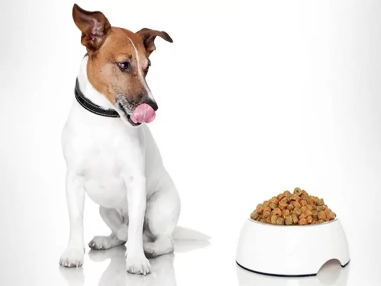 alimento dos pets
