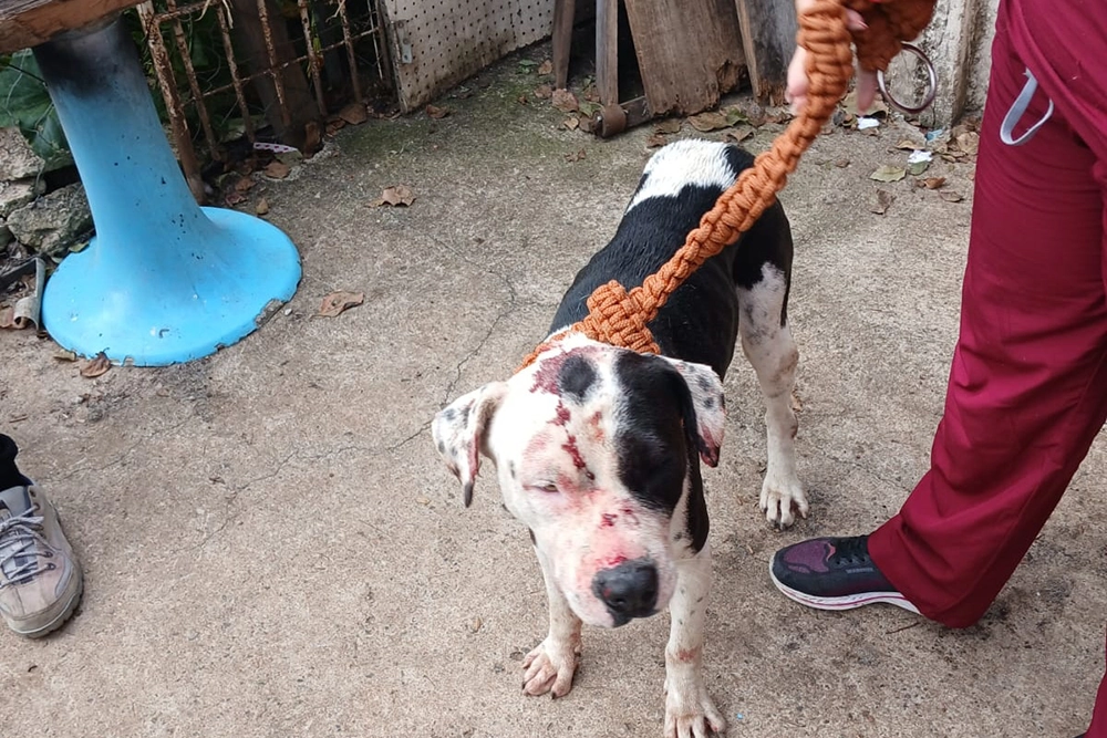 PCPR explica que maus-tratos a animais não se restringem à agressão 1 maus tratos