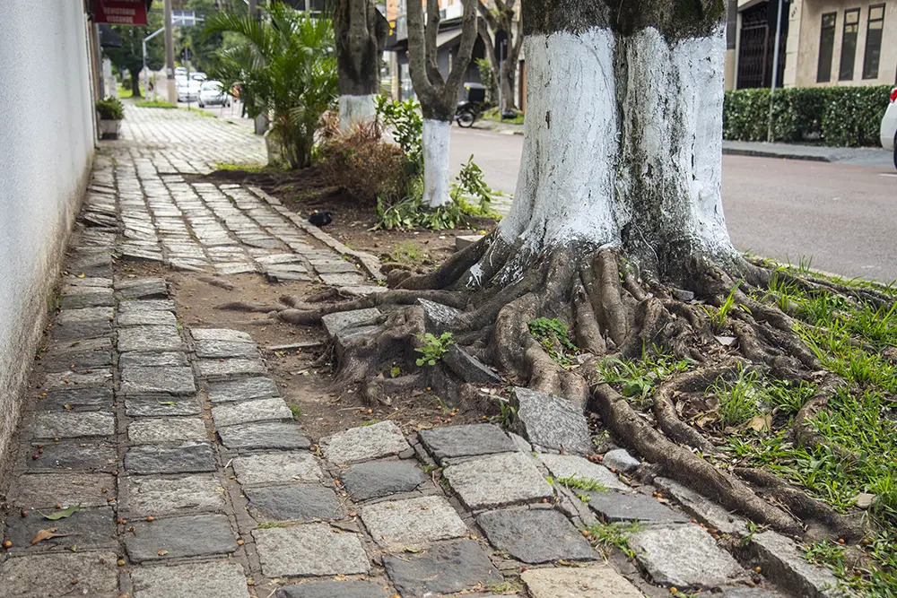 Plantio de árvores em vias públicas tem regras e exige aval do Meio Ambiente 2 Plantio de árvores