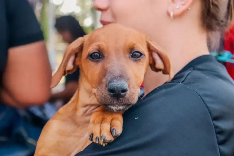 Proteção Animal