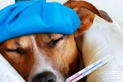 gripe canina