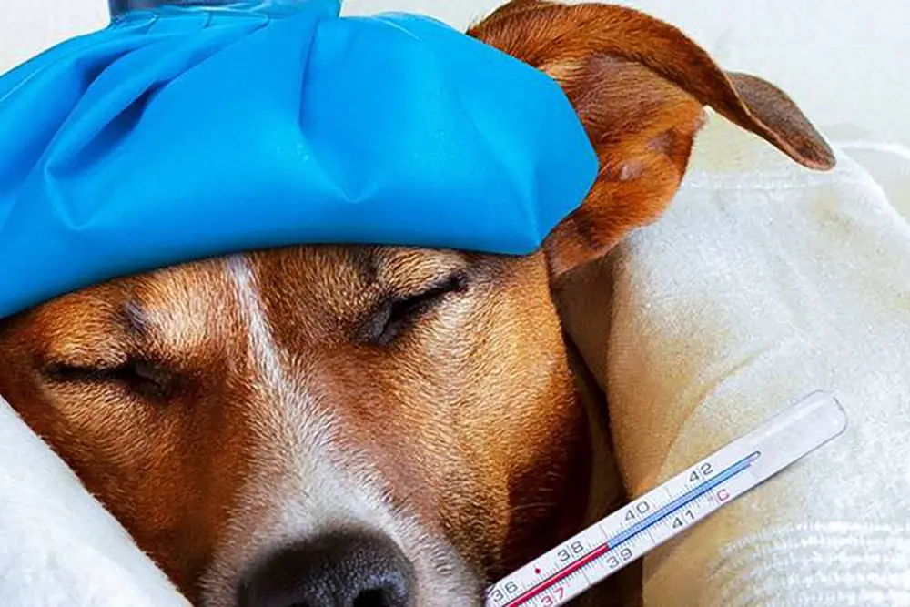 Gripe em Pets: veterinário alerta sobre sintomas em cães e gatos e cuidados essenciais 7 gripe canina