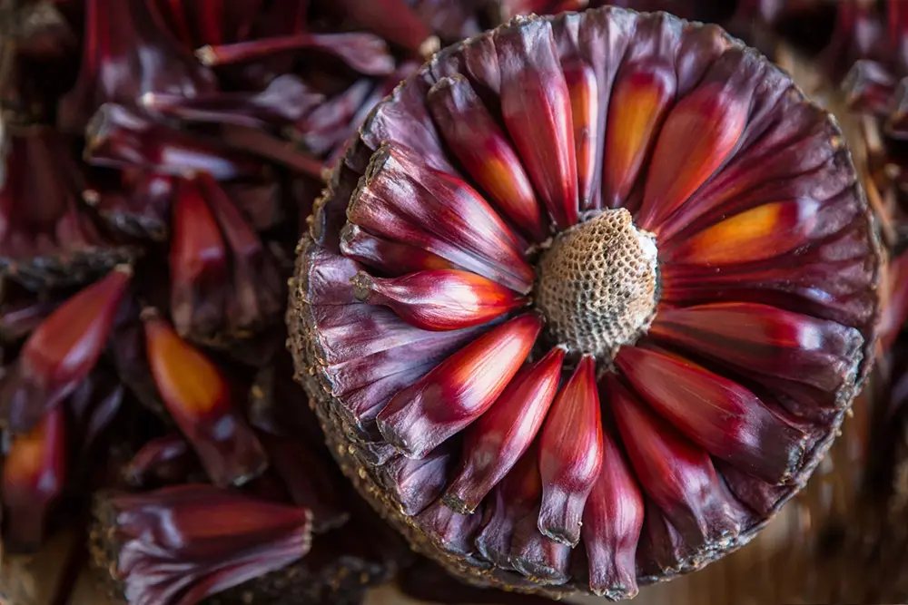 Pinhão e Araucárias viram arte em exposição gratuita no Shopping São José 3 Pinhão