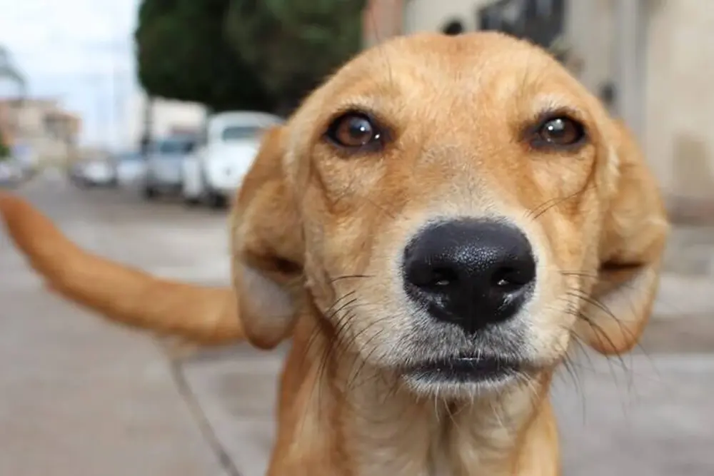 31 de julho é o Dia do Vira-Lata e do incentivo à adoção responsável dos animais sem raça definida 3 Dia do Vira-Lata