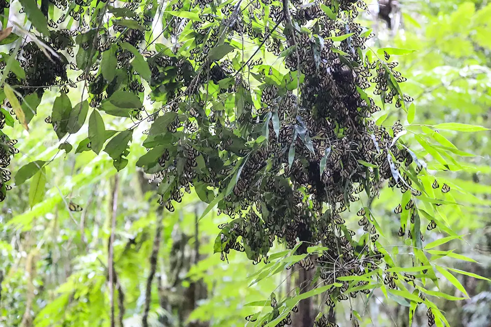10 mil borboletas asas-de-vidro aglomeram-se na RMC e intrigam biólogos 1 borboletas